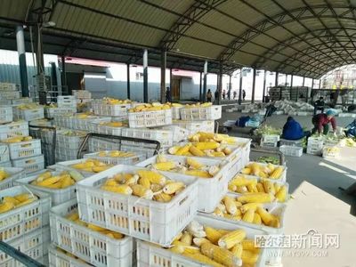 一縣一品,木蘭粗食&ldquo;喝&rdquo;起來(lái)丨鮮食玉米&ldquo;藏糧于技&rdquo;