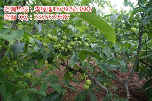 種子,種苗 廠(chǎng)家產(chǎn)品 云南9818核桃苗,云南清香核桃苗,云南云新核桃苗